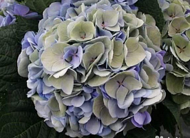 Hydrangea m. -Гортензия крупнолистная Magical Opal