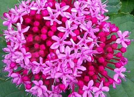 Clerodendrum bungei-Клеродендрум Бунге-саженцы