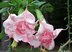 Brugmansia-Бругмансия махровая розовая