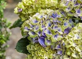 Hydrangea m. -Гортензия крупнолистная Magical Jewel