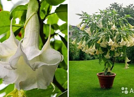 Brugmansia-Бругмансия белая саженцы с доставккой