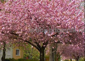 Сакура (вишня японская декоративная) в горшках для посадки купить в Москве 