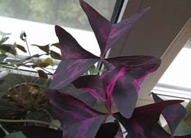 Кислица Oxalis triangularis Atropurpurea