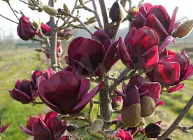 Magnolia «Genie» магнолия «Genie» саженцы