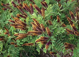 Amorpha-Аморфа кустарниковая